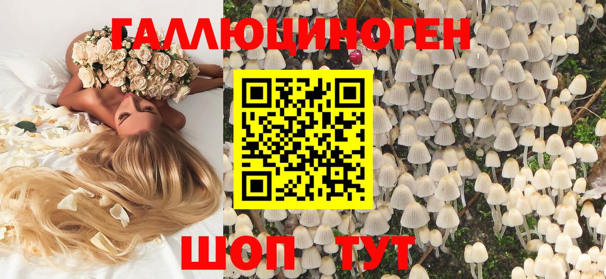 Галлюциногенные грибы Psilocybe Балтийск
